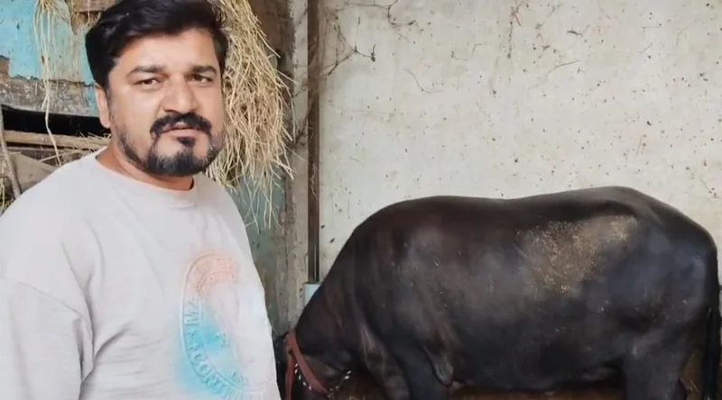 मुर्रा भैंसों ने खोली अंकित की आमदनी की नई राह मुख्यमंत्री डेयरी प्लस योजना से मिला सहारा